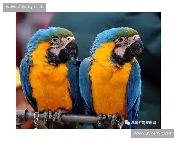 风暴英雄全新送宠物活动上线 快来领养你的专属萌宠吧